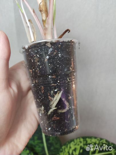 Аглаонема Crete