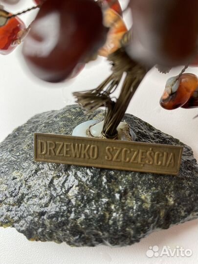 Денежное дерево