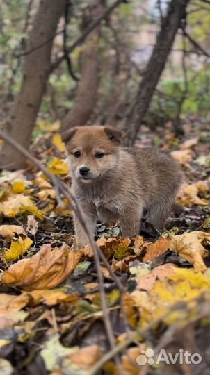 Щенок в добрые руки