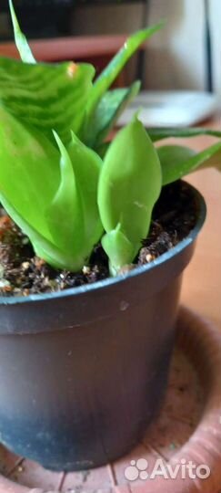 Сансевиерия Ханни