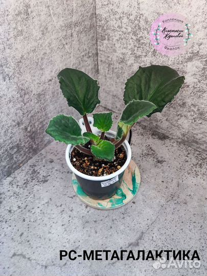 Фиалки стартеры