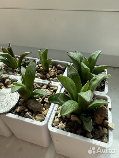 Хавортия ретуза/haworthia retusa