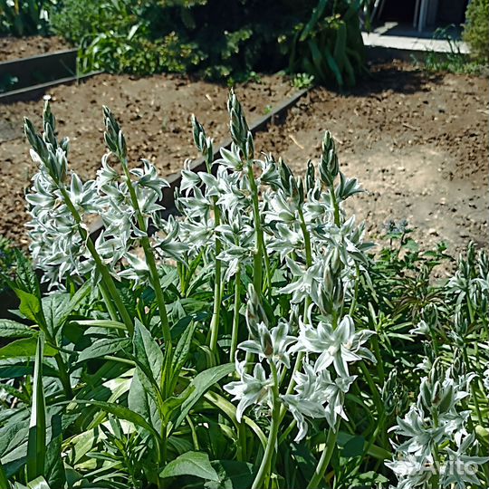 Птицемлечник буше, декоративные луки