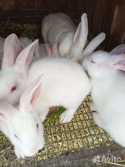 Калифорния и Белый Паннон