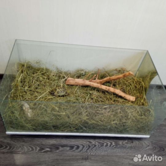 Черепаха сухопутная