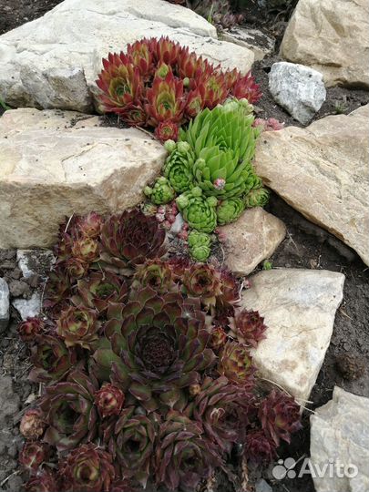 Молодила и тимьян