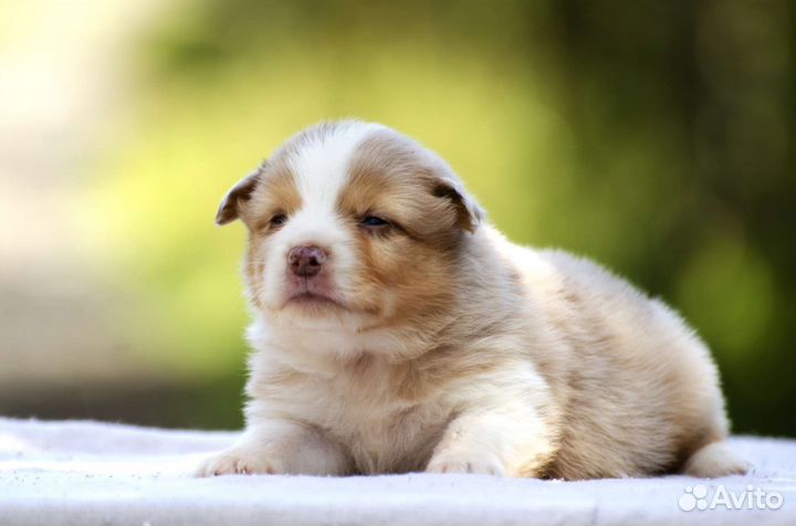 Щенки миниатюрной американской овчарки