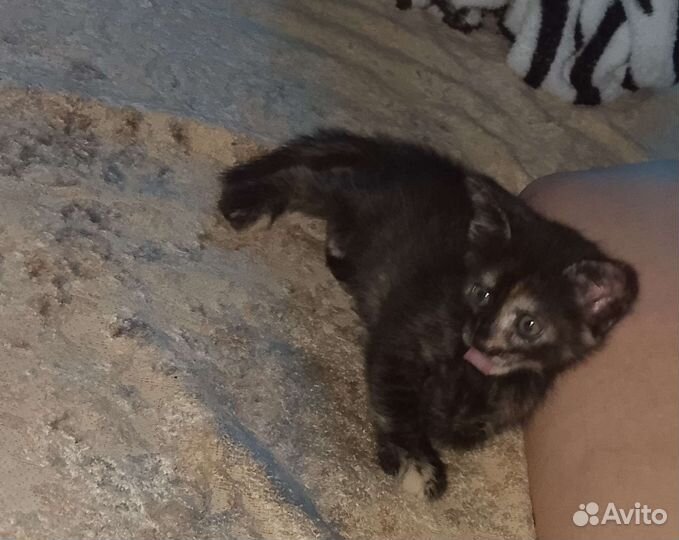 Котёнок