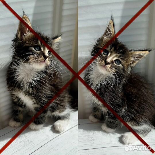 Котята мейн-кун