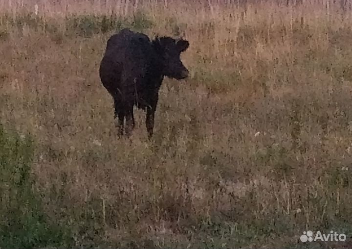 Корова коза