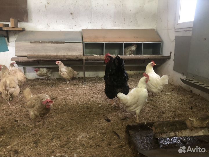 Куры несушки продам