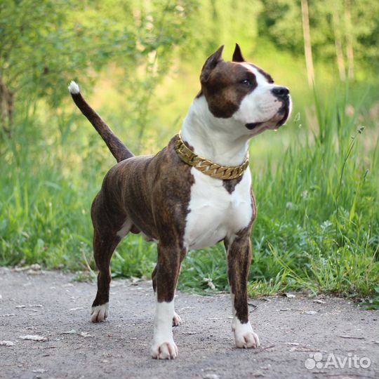Собака стаффордширский терьер для фотосессии