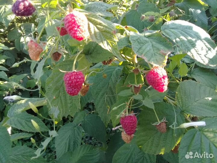 Малина ягоды