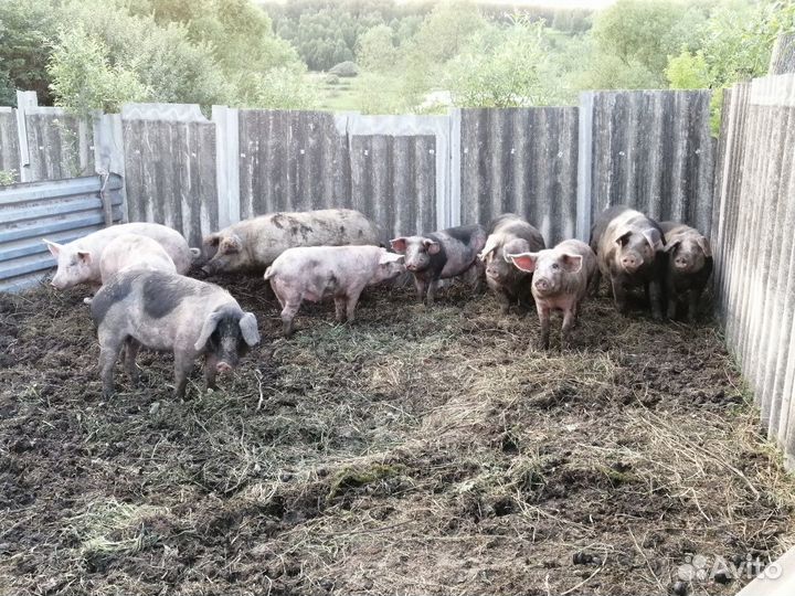 Поросята