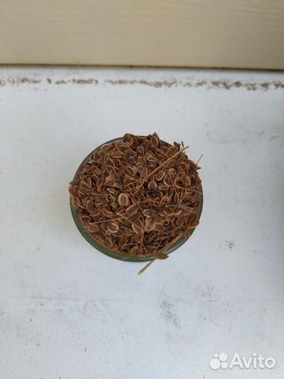 Семена укропа