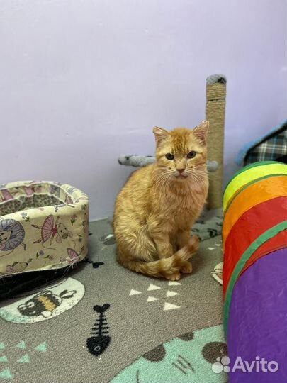 Рыжий кот в добрые руки