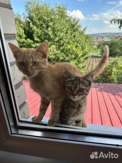 Котята в добрые руки