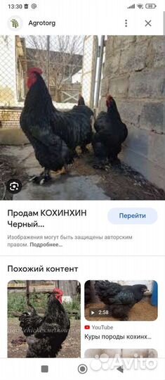 Петух кучинский