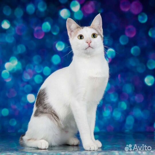 Молоденькая кошечка Мэри