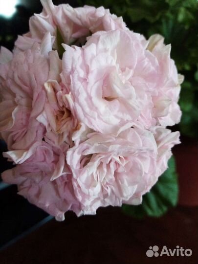 Пеларгония Rococo