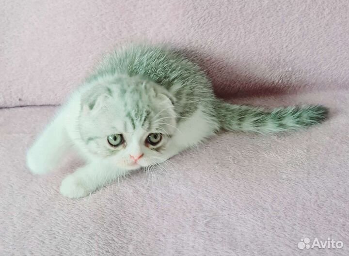 Скотииш фолд