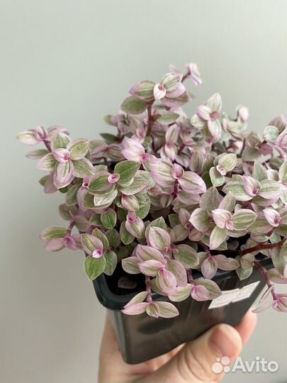 Каллизия розовая пантера