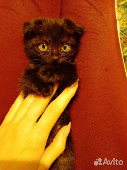 Котята вислоухие