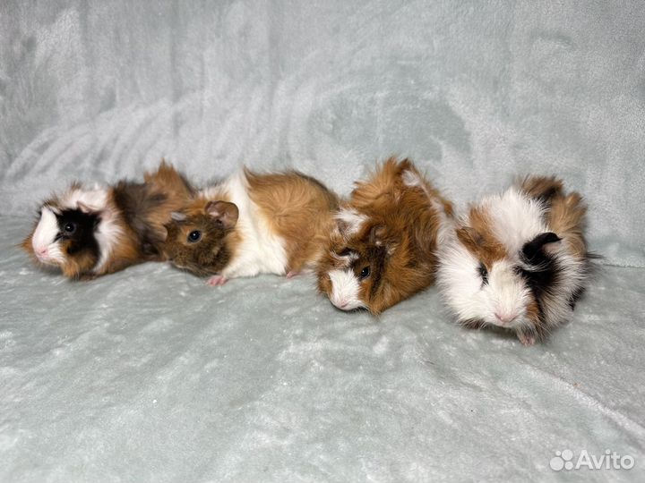 Морские свинки