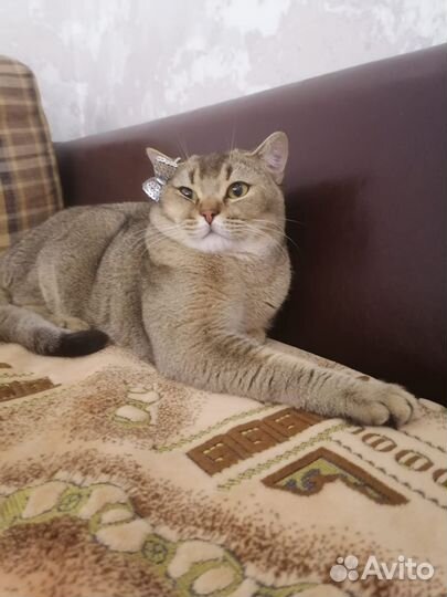 Кот шотландец