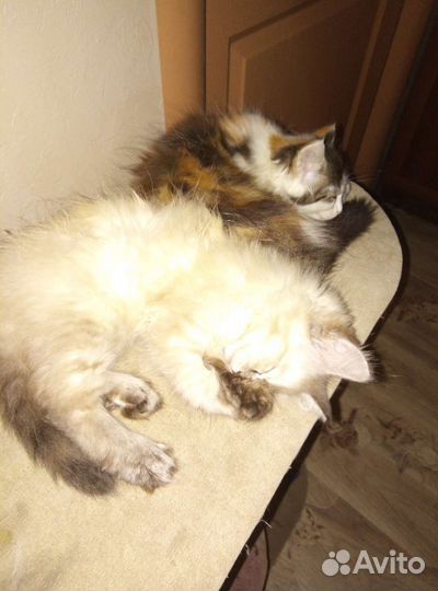Кошка в дар бесплатно