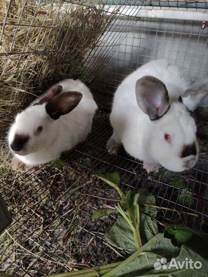 Кролики мясных пород