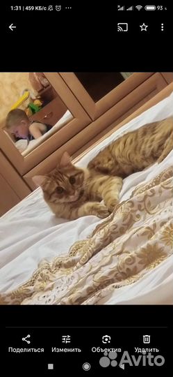 Кошка в дар бесплатно