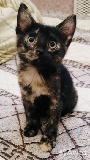 Котенок девочка черепашка