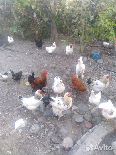 Питухи утки и куры