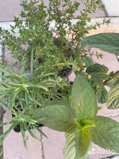 Набор пряных трав