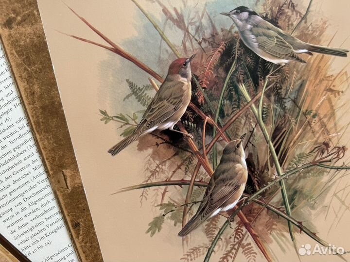 Репродукция. Птицы. Basil Ede. Славка