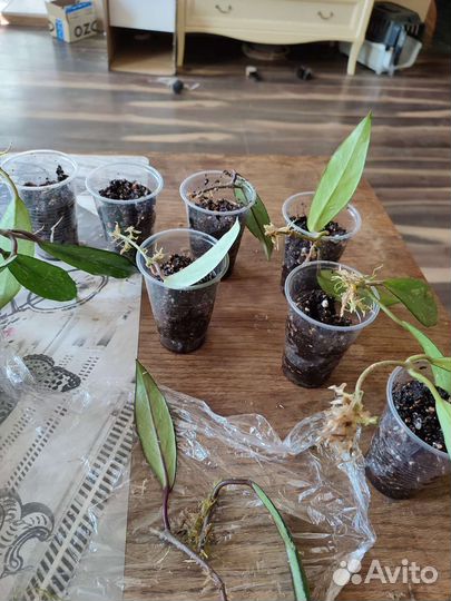 Хойя кримсон квин, Хойя пубикаликс