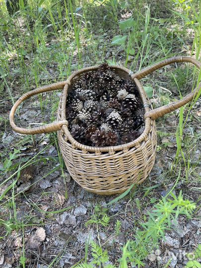 Шишки сосновые еловые желуди орехи поделок декора