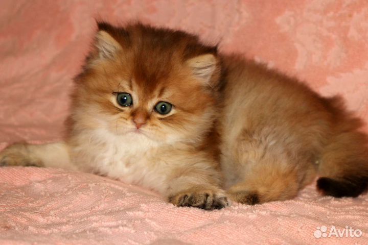 Котенок золотая длиношерстная шиншилла