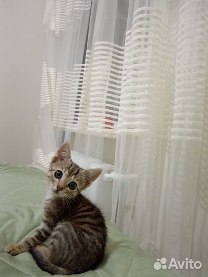 Котенок девочка