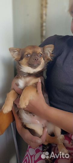 Щенки чихуахуа длинношерстные