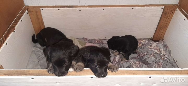 Щенки, в добрые руки, 1 месяц