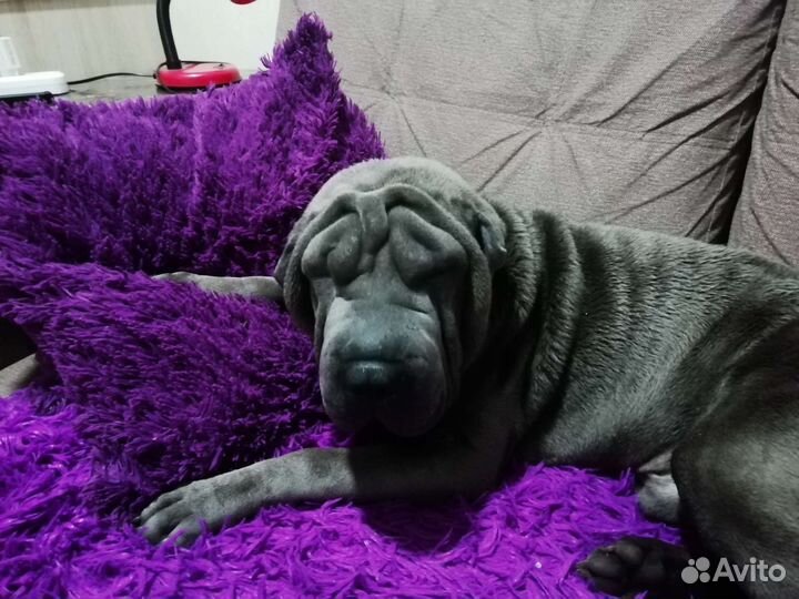 Шарпей вязка