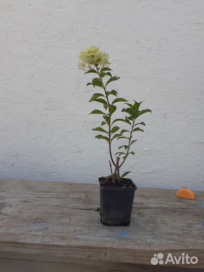 Гортензия саженцы метельчатая