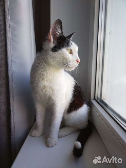 Кошка в добрые руки