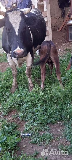 Корова высокоудойная