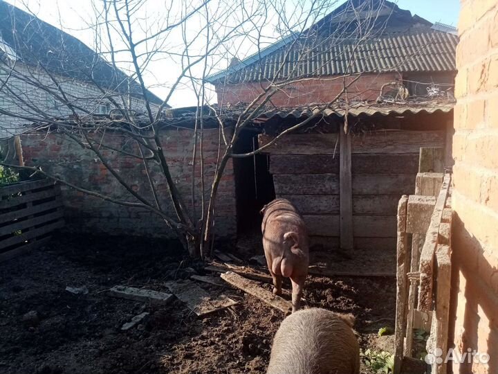 Хряк дюрок