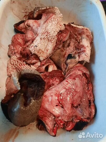 Говядина/курица на корм собакам/кошкам