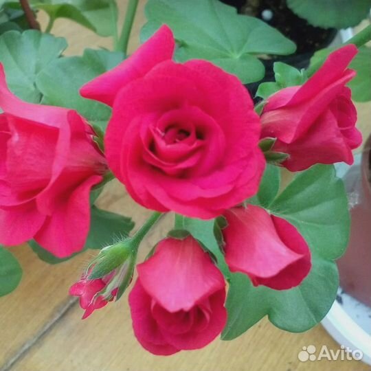 Пеларгонии (герани) срезами