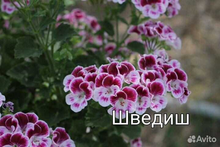 Пеларгонии Ангелы